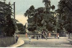 The Town Tree, Ashford